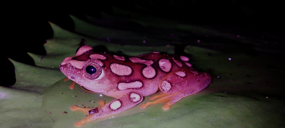 Hyperolius argus Weibchen im Garten des Boko Boko Guesthouse